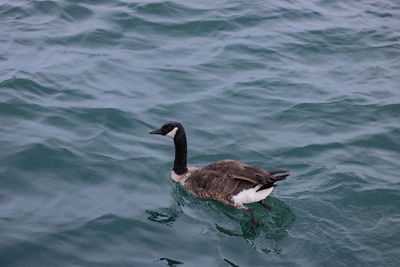 A duck with smoth sea and has nice color.