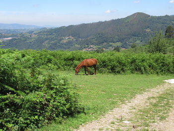 Horses in a field