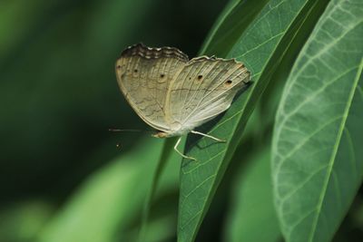 Close-up of butterfly on leaf