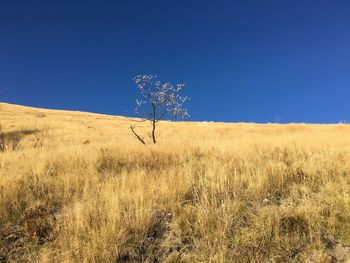 Plants on field against clear sky