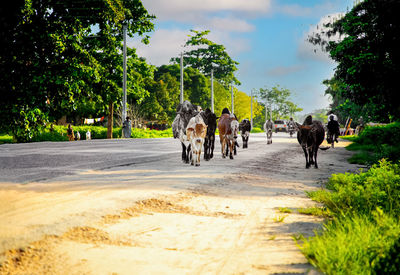 Rear view of people walking on road