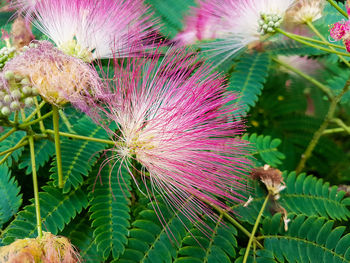 Close-up of purple flower blooming outdoors