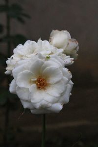 Close-up of white flowers