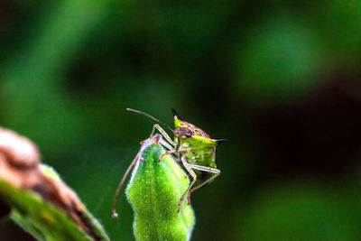 Close-up of insect on plant