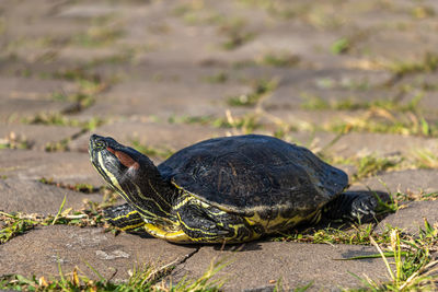 Close-up of turtle on field