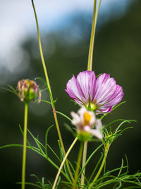 Close-up of pink flowering plant