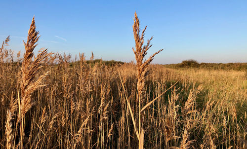 Scenic view of wheat field against sky