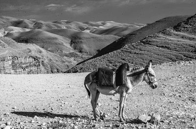 View of a horse on field