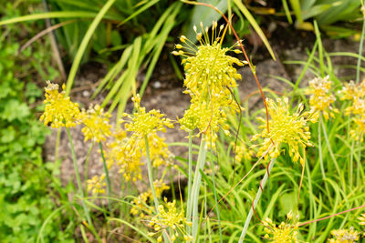 plant