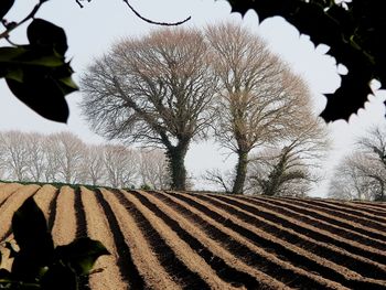 Bare tree on field against sky