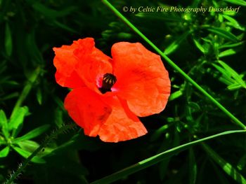 Close-up of red flower