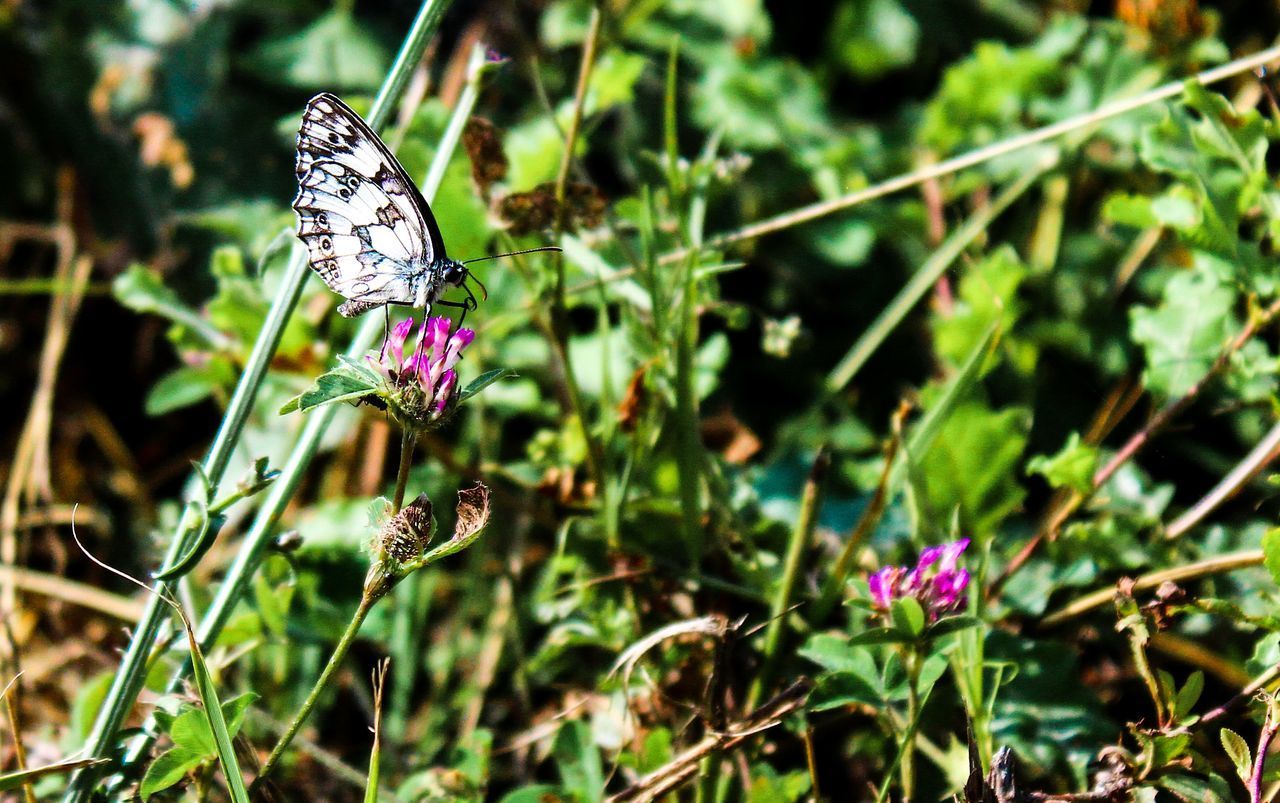 CLOSE-UP OF BUTTERFLY POLLINATING ON PURPLE FLOWERING PLANT