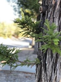 Close-up of tree trunk by plants