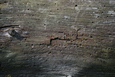 Full frame shot of weathered tree trunk