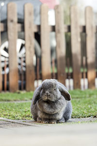 Portrait of a bunny sitting on grass