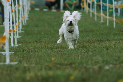 Dog on grass