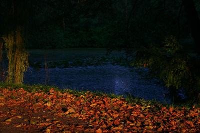 Scenic view of forest during autumn