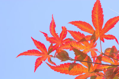 Low angle view of maple tree against clear sky