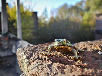 Close-up of frog on rock