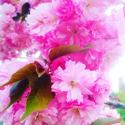 Close-up of pink flowers