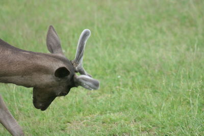 Deer in a field