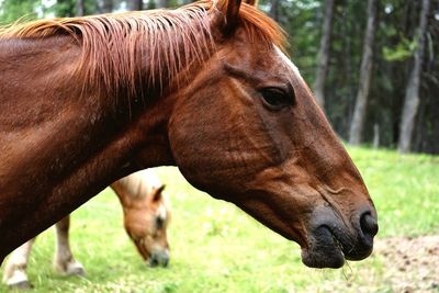 Close-up of a horse on field