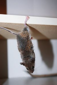 Close-up of hanging mouse