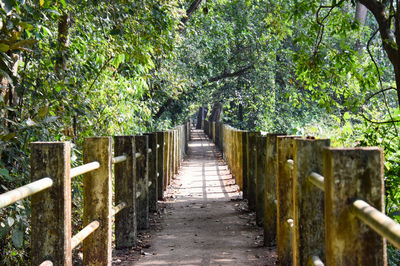 Wooden fence on footpath amidst trees in forest