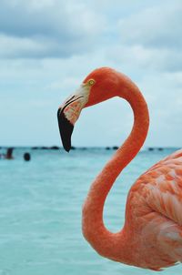 Close-up of a bird against the sea