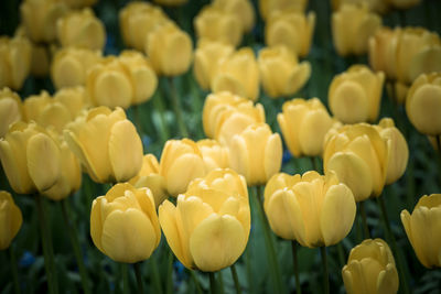 Close-up of yellow flowering plants