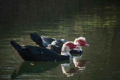 Close-up of ducks swimming on lake