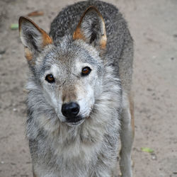 Portrait of wolfdog on footpath