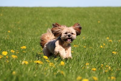 Dog running on grassy field against sky