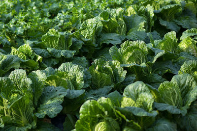 Full frame shot of fresh green leaves