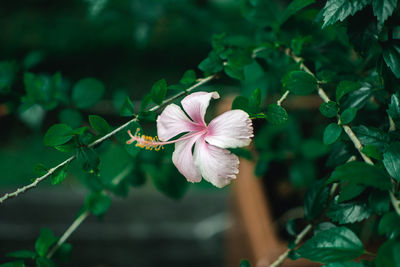 Close-up of hibiscus plant 