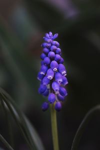 Close-up of purple flowering plant