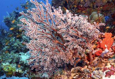 View of fish underwater