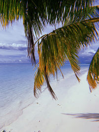 Palm tree by sea against sky