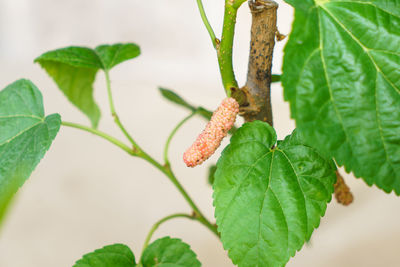 Close-up of green leaves on plant