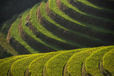 Scenic view of rice paddy field