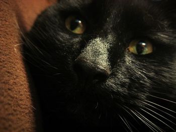 Close-up portrait of cat