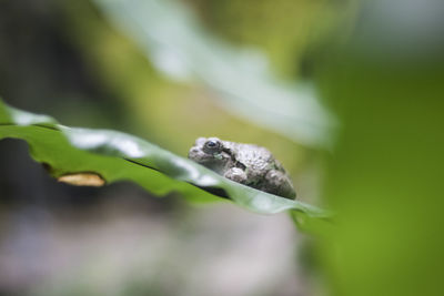 Close-up of lizard on leaf