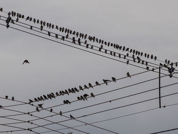 Low angle view of birds perching on cable