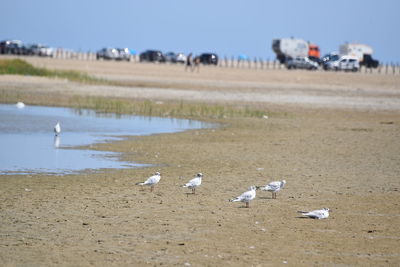 Flock of seagulls on beach