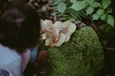 Close-up of mushrooms growing on rock