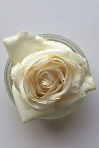 Close-up of white rose