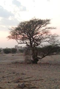 Bare tree on field against sky