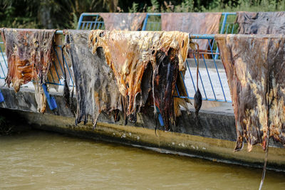 View of dead fish in water