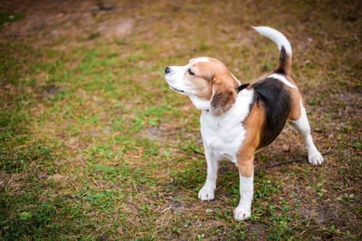 Hound beagle on a walk in the autumn park