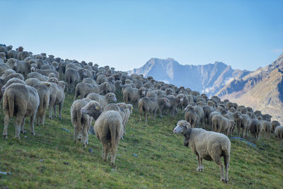 Sheep grazing on field against clear sky